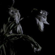 As We Cup Our Hands and Drink From the Stream of Our Ache
