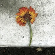 The Euphoria of Disobedience