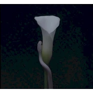 Parrhesia
