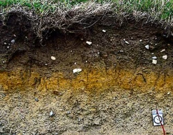 Soil