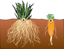Taproot