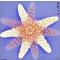 Spitz