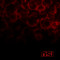Blood
