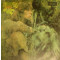 Blues from Laurel Canyon