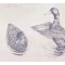 Umbilical