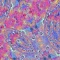 Placenta