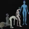 Ardipithecus